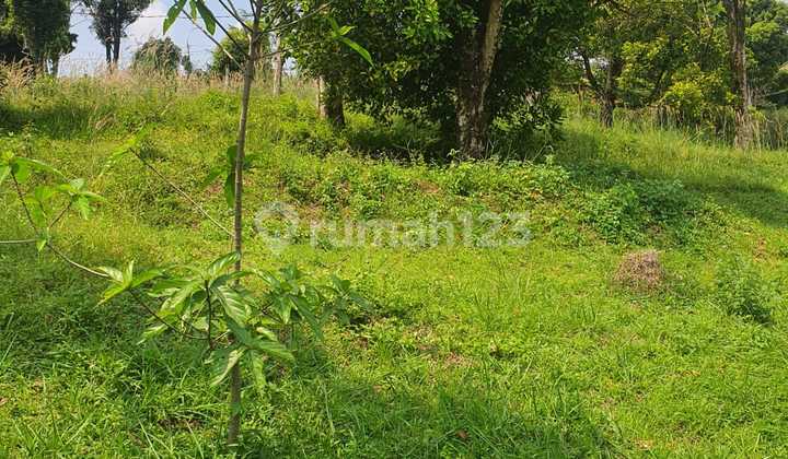 Clove Garden Land by the Hambalang Sentul Bogor Main Road Clove Garden Land by the Hambalang Sentul Bogor Main Road