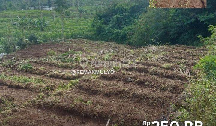 HOT SALE!!! Tanah Pekarangan Seluas 5000 m2 1