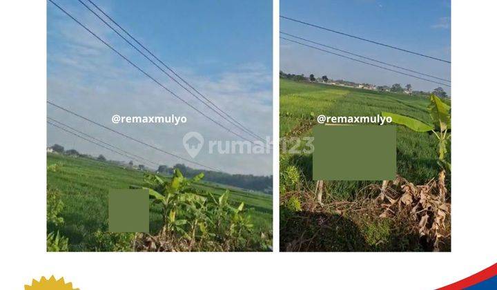 Dijual Tanah Sawah Seluas 112 Ubin Tepi Jalan  1