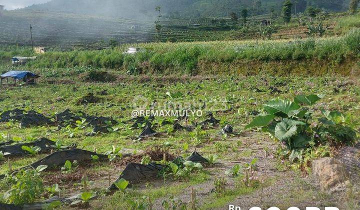 Dijual Tanah Daerah Wisata Kebun Teh Area Wonosobo 1