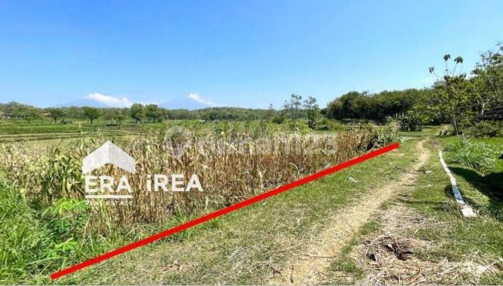 Tanah Murah Cocok untuk Kandang Ayam Sambi Boyolali Tanah Murah Cocok untuk Kandang Ayam Sambi Boyolali