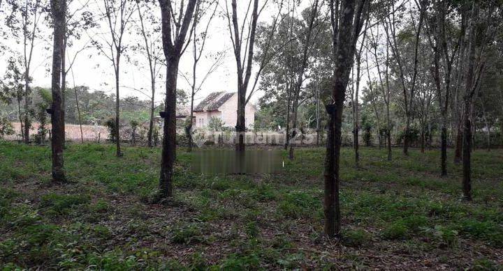 Tanah Berisi Kebun Karet Dan Batang Sengon 2