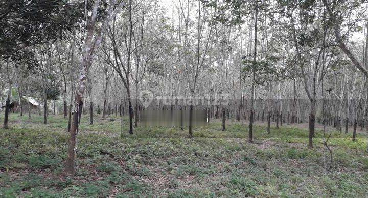 Tanah Berisi Kebun Karet Dan Batang Sengon 1