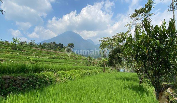 Dijual tanah sawah pinggir sungai tenjolaya best view gunung sala 2