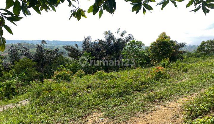 Dijual Tanah Sukamakmur Pabuaran Cocok Untuk Peternakan Atau Vila 1