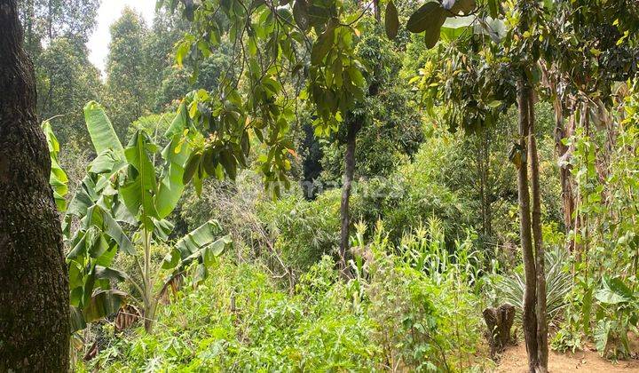 Tanah Vila Murah Cijeruk Shm View Gunung Salak Dan Pangrango 2