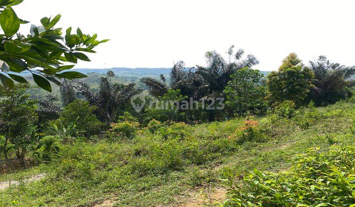 Dijual Tanah Sukamakmur Pabuaran Cocok Untuk Peternakan Atau Vila 2