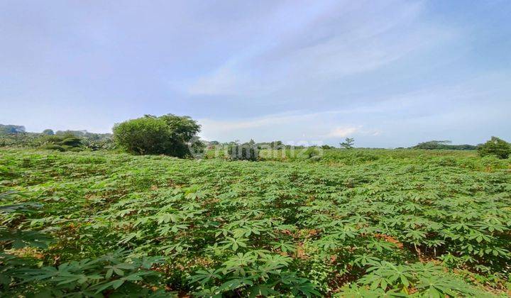 Tanah Jalan Utama Rainbow Hill Cijayanti Murah Strategis 2