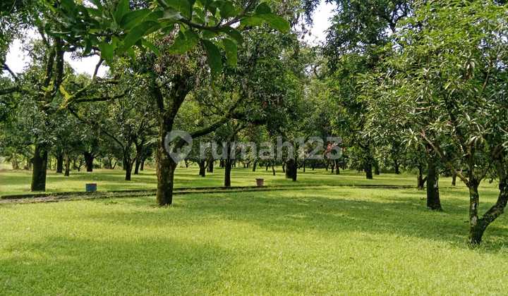 Tanah Perkebunan Mangga & Caffe Di Majalengka Jawa Barat 1