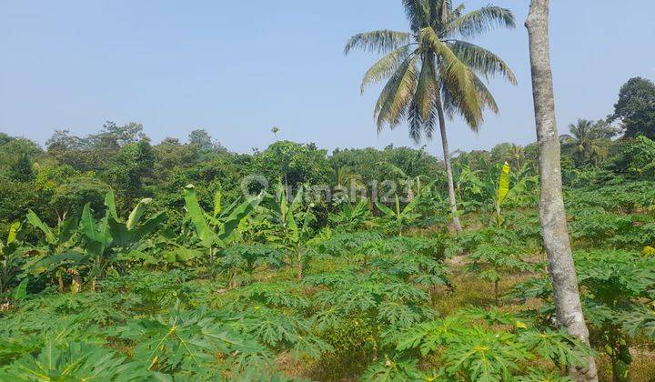 Tanah Kebun Link Bojong Nangka Petir Sudah Shm 1