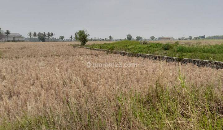 Tanah Sawah Pegadingan Kramatwatu Jalan Utama 2