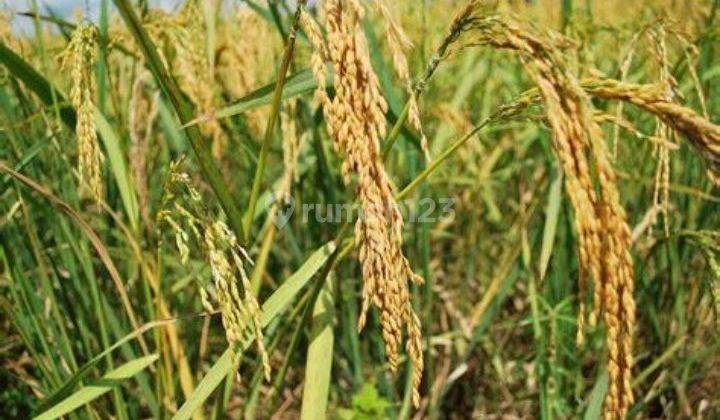 jual sawah disamping desa Banjarsari Ciamis 1