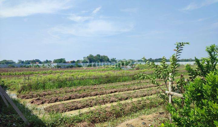 Tanah di Pasir Jengkol Karawang Cocok Untuk Perkebunan 1