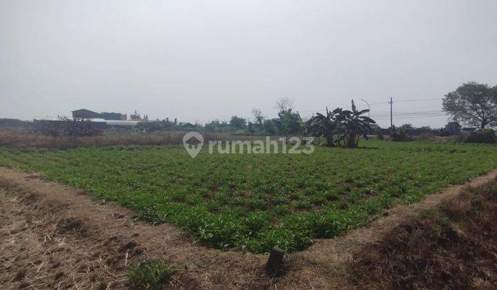 DIJUAL CEPAT TANAH 0 (NOL) JALAN  DAERAH BALONGPANGGANG - GRESIK 1