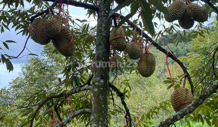 Dijual Komersial di Ambarawa Banyu Biru Kopeng 2