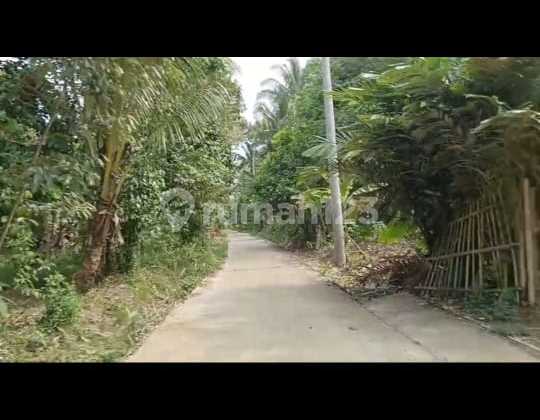 Cheap Sale of Fertile Land in Serang Banten Land