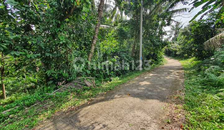 Tanah Kebun 161 Are di Kawasan Wisata Alam Gunung Salak, Tabanan