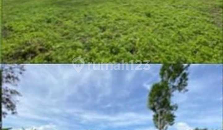 LAND 13.5 ARES IN BATURITI, MOUNTAIN ATMOSPHERE, ONLY 250 M FROM BATURITI MAIN ROAD, BEDUGUL LAND 13.5 ARES IN BATURITI, MOUNTAIN ATMOSPHERE, ONLY 250 M FROM BATURITI MAIN ROAD, BEDUGUL