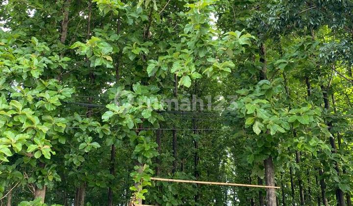 Di Jual Tanah Ada Pohon Jati Nya  2