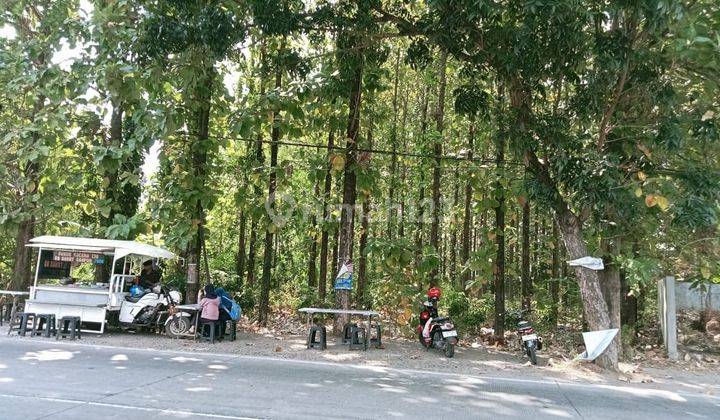 Di Jual Tanah Ada Pohon Jati Nya  1