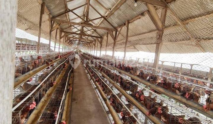 Murah Peternakan Ayam Plus Tanah Luas Di Pasuruan Siap Pakai