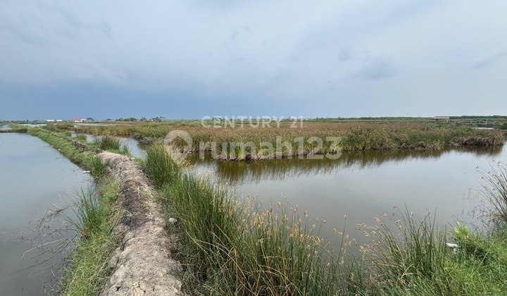 Dijual Tanah Empang Di Babelan Bekasi Luas 21035m