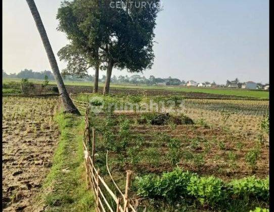 Dijual Murah Tanah Sawah 3,6 Hektar , Lokasi Strategis di Sukatani Bekasi 2