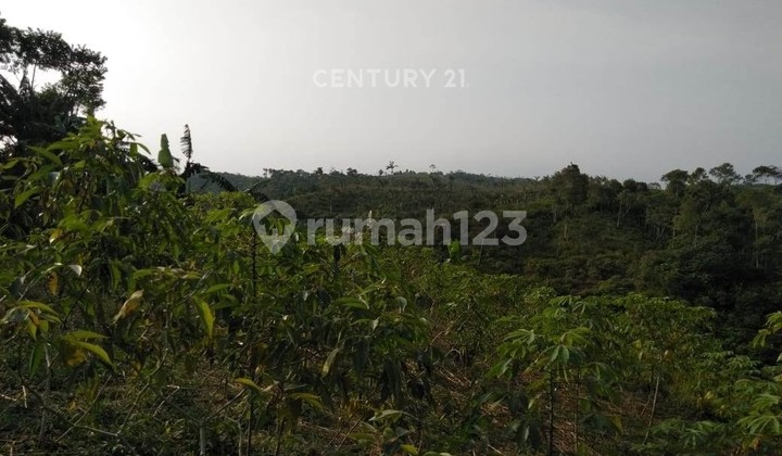 Land For Sale Suitable For Plantation Area 48 Hectares In Sukabumi Land For Sale Suitable For Plantation Area 48 Hectares In Sukabumi