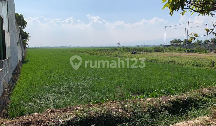 RICE FIELD FOR WAREHOUSE BUSINESS BY THE ROADSIDE RICE FIELD FOR WAREHOUSE BUSINESS BY THE ROADSIDE