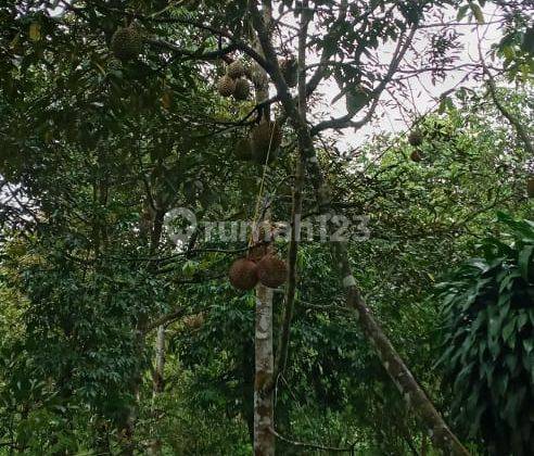 Lahan Duren Produktif Di Cigudeg Bogor 2