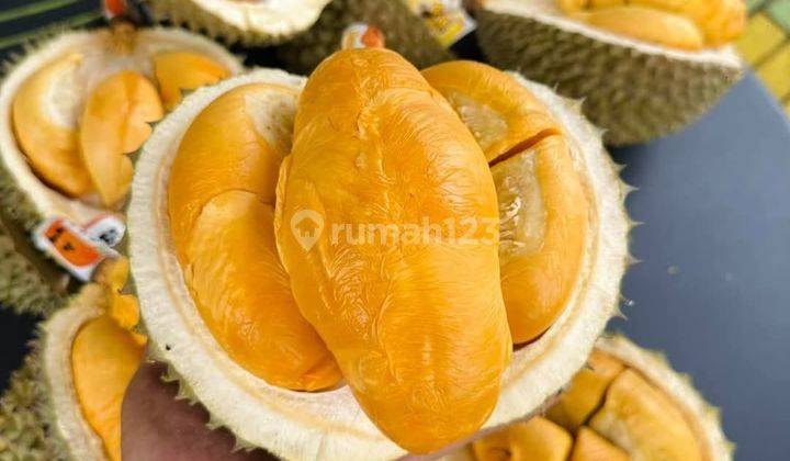 Lahan Duren Produktif Di Cigudeg Bogor 1