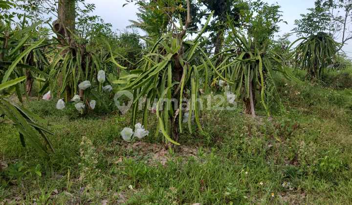 Kebun Produktif Buah Naga Jelly, Durian Di Pacet. Kebun Produktif Buah Naga Jelly, Durian Di Pacet.