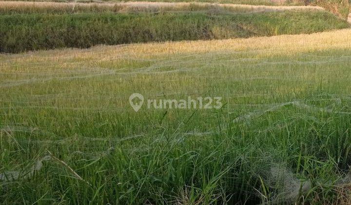 Tanah Luas Besar Dijual di Jatimulyo Lowokwaru Malang Gmk01519 1