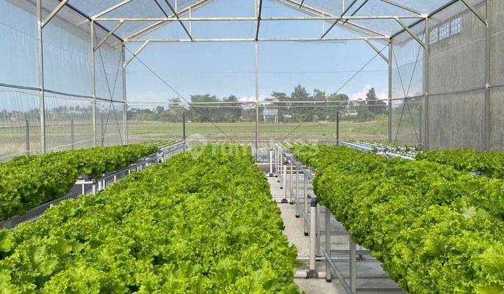 Tanah Dan Bisnis Green House di Tengah Kota Kepanjen Malang 1