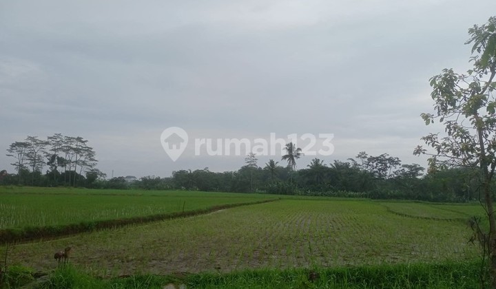 Dijual Tanah Sawah 3.630 Meter Persegi di Magelang Utara Prospektif untuk Hunian & Investasi, Kedungsari, Magelang Utara, Magelang Dijual Tanah Sawah 3.630 Meter Persegi di Magelang Utara Prospektif untuk Hunian & Investasi, Kedungsari, Magelang Utara, Magelang