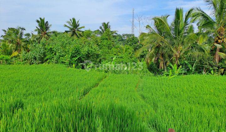 Tanah Cocok Untuk Villa View Alam Cantik Di Daerah Ubud Bali 2