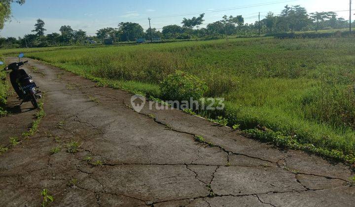 Tanah Sawah Luas 1.430 Meter Persegi Lokasi di Kedungampel Klaten 1