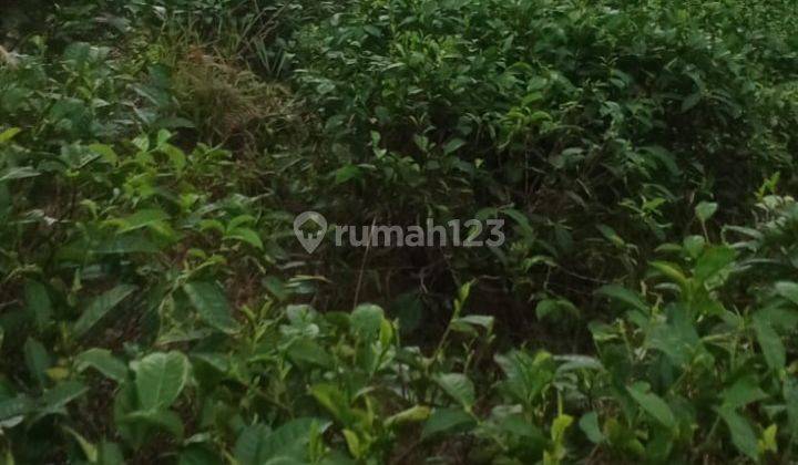 Kebun Teh Luas 41.711 Meter Persegi Lokasi Mojo Tengah Batang 1