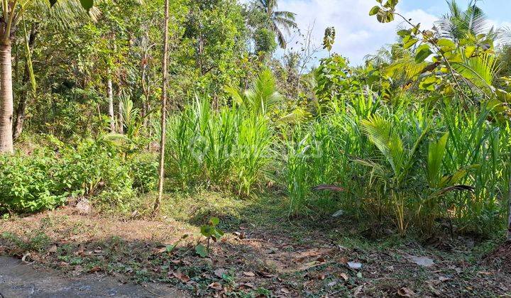 Tanah luas 2491 Meter Persegi Lokasi Daerah Wate Kulon Progo 1