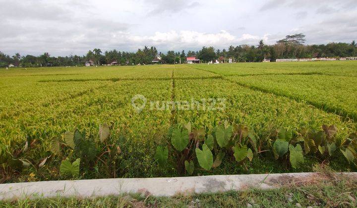 Tanah Sawah Luas 1717 Meter Persegi Lokasi Dekat Bandata YIA 2