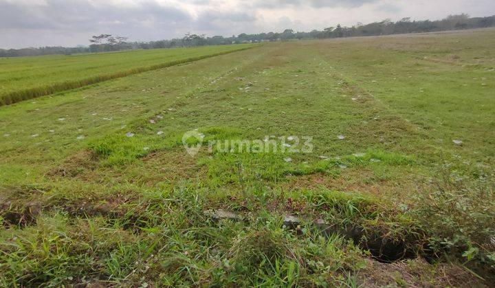 Tanah Sawah Luas 1717 Meter Persegi Lokasi Dekat Bandata YIA 1