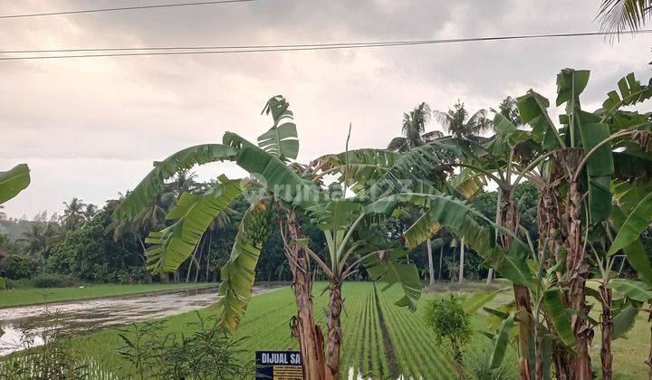 Tanah Sawah Luas 2086 Meter Persegi Lokasi Kasihan Bantul 1