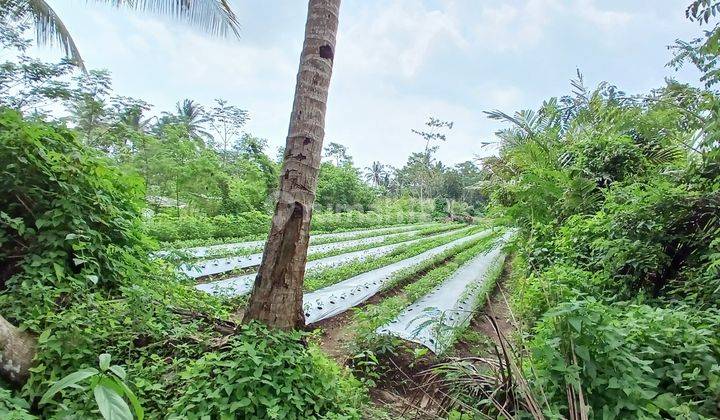 Tanah Luas 993 Meter Persegi Lokasi Dekat SMPN 2 Turi Sleman 2