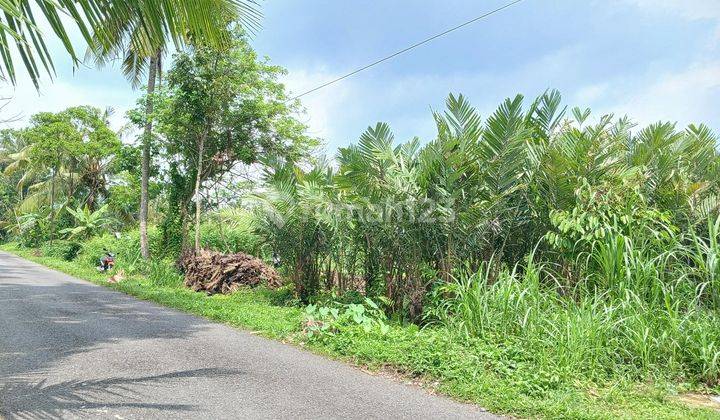 Tanah Sawah Luas 1015 Meter Persegi Lokasi Strategis Dekat Pasar Turi Sleman  1