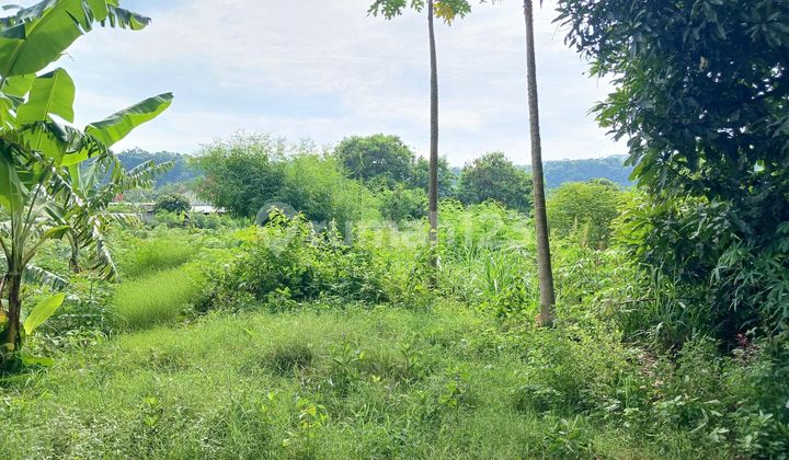 Tanah Sawah Luas 1045 Meter Persegi Lokasi Srimulyo Piyungan Bantul. Tanah Sawah Luas 1045 Meter Persegi Lokasi Srimulyo Piyungan Bantul.
