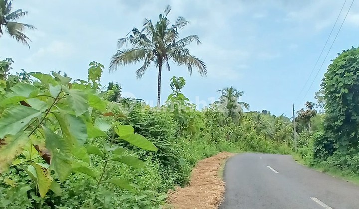 Tanah 6500 Meter Persegi Dekat Sdn Bolang Girikarto Panggang Gunungkidul Tanah 6500 Meter Persegi Dekat Sdn Bolang Girikarto Panggang Gunungkidul