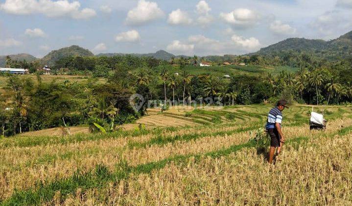 Tanah Sawah Seluas 5.698 Meter Persegi Di Kalibawang Kulon Progo 1