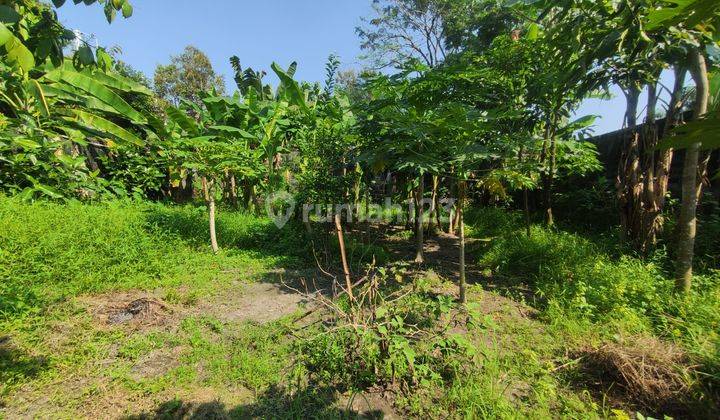 Tanah 1256 Meter Persegi Lokasi Dekat Universitas Widya Mataram Ngestiharjo Kasihan Bantul 2