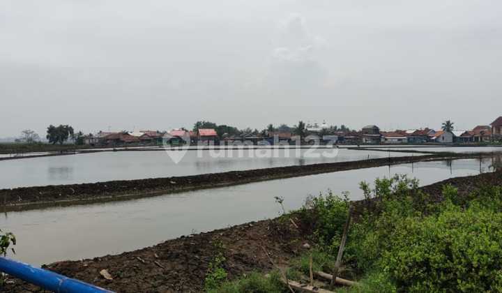 TANAH & TAMBAK UDANG DI CILAMAYA DIJUAL MURAH