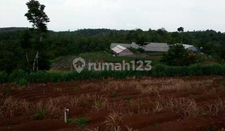 Tea & Rubber Plantation Land in Sukabumi